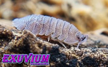 Armadillidium scaberrimum (Sandstone) isopods / pissebedden beschikbaar voor biedingen