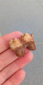 Fossiele kies van een Holenbeer, ijstijd fossielen, Ophalen of Verzenden, Fossiel