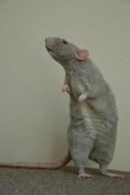 Rittens Gezocht, Dieren en Toebehoren, Rat, Juni, Vrouwelijk, Tam