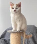 Ketten Met Stamboom, Dieren en Toebehoren, Katten en Kittens | Overige Katten, Meerdere dieren, Langharig, 0 tot 2 jaar