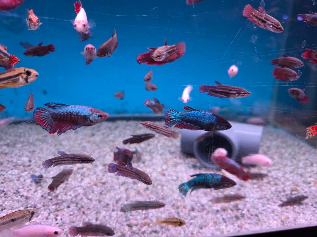 Betta Vrouw Mix – Siamese Kempvis Dames – Betta splendens, Dieren en Toebehoren, Vis, Zoetwatervis