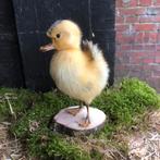 Taxidermie opgezet eendenkuikentje geel, Ophalen of Verzenden