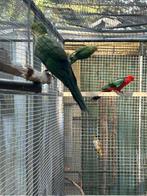 Diverse grote parkieten te koop, Dieren en Toebehoren, Vogels | Parkieten en Papegaaien, Meerdere dieren, Parkiet