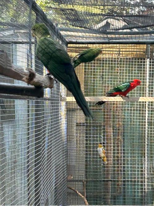 Diverse grote parkieten te koop, Dieren en Toebehoren, Vogels | Parkieten en Papegaaien, Parkiet, Meerdere dieren
