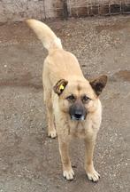 lieve, knuffel Azorica ter adoptie!, Dieren en Toebehoren, Honden | Niet-rashonden, Rabiës (hondsdolheid), Teef, Eén hond, Nederland