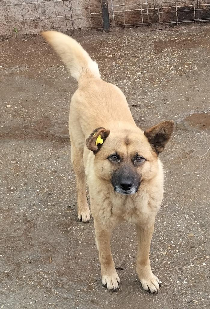 lieve, knuffel Azorica ter adoptie!, Dieren en Toebehoren, Honden | Niet-rashonden, Middel, Teef, Particulier, Eén hond, Nederland