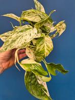 Epipremnum pinnatum Marble Variegata p12 (1)