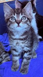 Kittens kruising oosterse korthaar, Dieren en Toebehoren, Meerdere dieren, Kortharig, 0 tot 2 jaar