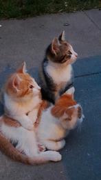 Kittens, Meerdere dieren