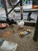 serama haantje, Dieren en Toebehoren, Pluimvee, Mannelijk, Kip