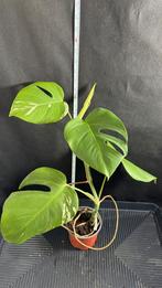 Monstera Borsigiana Variegata, Huis en Inrichting, Kamerplanten, Ophalen of Verzenden, Overige soorten, Minder dan 100 cm