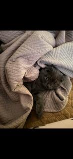 britse kat, Dieren en Toebehoren, Katten en Kittens | Overige Katten, Kater