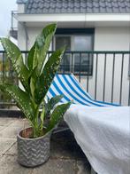 DIEFFENBACHIA SEGUINE CAIMAN, 100 tot 150 cm, Overige soorten, Groene kamerplant, Halfschaduw