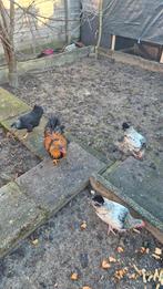3 Hanen en 1 hen, Dieren en Toebehoren, Vogels | Overige Vogels, Meerdere dieren