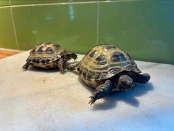 2 russiche vierteenlandschildpadden beschikbaar voor biedingen