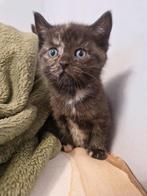 Britse korthaar kitten, Kater, Kortharig, 0 tot 2 jaar