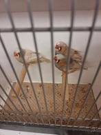 Wang split zwartwang. Mannen split bleekrug, Dieren en Toebehoren, Mannelijk