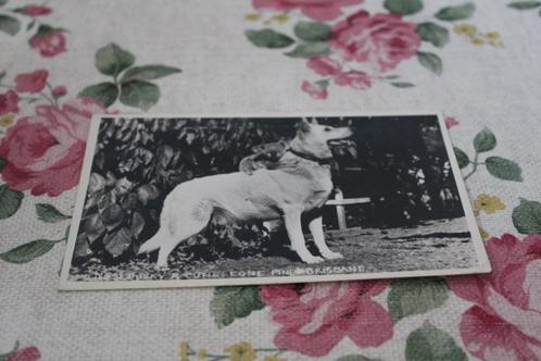 Oude z/w Honden Postkaart - Koala zit op Rug witte Herder 61, Verzamelen, Ansichtkaarten | Dieren, Gelopen, 1960 tot 1980, Hond of Kat