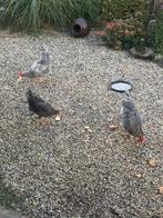 Pluimvee, Dieren en Toebehoren, Pluimvee, Meerdere dieren, Kip