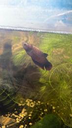 Betta vrouw, Vis