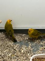 1-1 Saffraanvink, Meerdere dieren