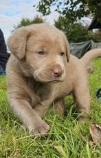 Prachtige zilveren labrador Labmaraner pups, Dieren en Toebehoren, Nederland, Rabiës (hondsdolheid), 8 tot 15 weken, Labrador retriever