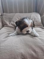 PRACHTIGE RASZUIVERE SHIH TZU PUPS alleen reutjes, Dieren en Toebehoren, Honden | Chihuahua's en Gezelschapshonden, Parvo, Overige rassen