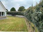 14 Olijfwilgen Elaeagnus Ebbingei, Tuin en Terras, Planten | Bomen, Ophalen, Volle zon, Leiboom, 250 tot 400 cm