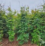 Beukenhaag bomen, Tuin en Terras, Planten | Bomen, Ophalen of Verzenden, Bloeit niet, Halfschaduw, Overige soorten