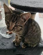 Kruising Khaomanee/Blue smoke maincoon, Dieren en Toebehoren, Katten en Kittens | Overige Katten, Meerdere dieren, Kortharig, 0 tot 2 jaar