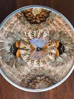 Vlinderbord oud / vlinder morpho, Ophalen of Verzenden