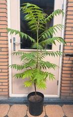 FLUWEELBOMEN IN POT AZIJNBOOM RHUS TYPHINA BOOM STRUIK PLANT, Overige soorten, 100 tot 250 cm, Ophalen, Volle zon