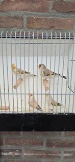 Bastaard majoor putter x kanarie, Mannelijk, Kleurkanarie