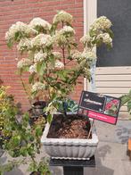 Viburnum dilatum ' Sealing wax', Ophalen, Volle zon, Overige soorten