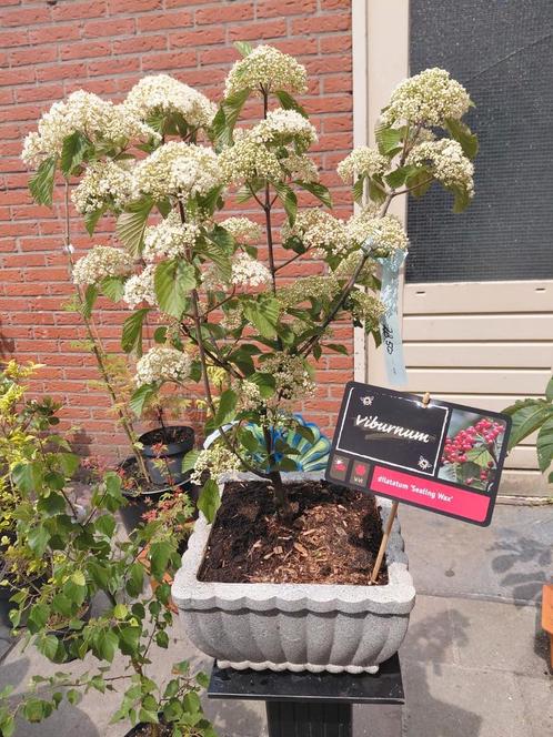 Viburnum dilatum ' Sealing wax', Tuin en Terras, Planten | Bomen, Overige soorten, Volle zon, Ophalen
