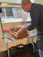 Trimmen van labradoodles, Dieren en Toebehoren, Ophalen of Verzenden