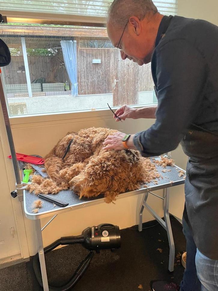 Trimmen van labradoodles, Dieren en Toebehoren, Honden-accessoires, Ophalen of Verzenden