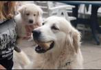 Golden retriever dekreu, Reu, CDV (hondenziekte), Eén hond, 3 tot 5 jaar