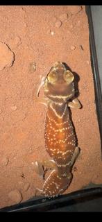 Nephrurus levis levis red 1.1 cb23, Hagedis