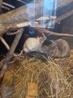 Ratten vrouwtjes, Dieren en Toebehoren, Rat, Augustus, Vrouwelijk, Tam