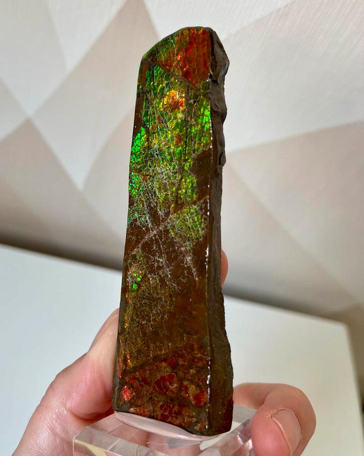 Groot stuk ammoliet op sokkel, Verzamelen, Mineralen en Fossielen, Ophalen of Verzenden