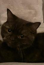 Brits korthaar zoekt nieuw personeel zie omschrijving, Poes, Gechipt, 0 tot 2 jaar