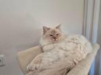 Lieve  lilac point  heilige birmaan kater, Kater, Met stamboom