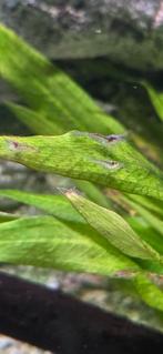 Wildkleur neocaridina garnalen (aquarium), Dieren en Toebehoren, Kreeft, Krab of Garnaal, Zoetwatervis, Schoolvis