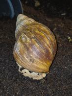Archachatina marginata ovum albino lichaam, Dieren en Toebehoren, Reptielen en Amfibieën, Slang, 0 tot 2 jaar
