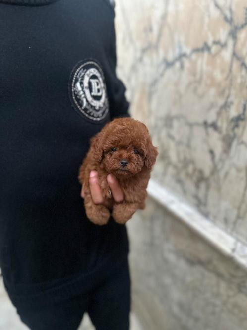 Toypoedel , toy poedel puppies klein blijvende, Dieren en Toebehoren, Honden | Chihuahua's en Gezelschapshonden, Reu, Poedel, Particulier