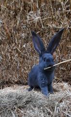 jonge blauwe vlaamse reus, Dieren en Toebehoren, Konijnen, Meerdere dieren, Groot, 0 tot 2 jaar