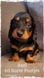 Dwergteckel Langhaar pupjes, blond dragend m ARFE Stamboom, Dieren en Toebehoren, Fokker | Hobbymatig, Rabiës (hondsdolheid), 8 tot 15 weken