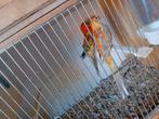 Te koop kweekkoppel Opaline Roodrugparkiet, Dieren en Toebehoren, Meerdere dieren, Parkiet, Geringd