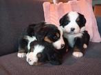 Berner sennen pups, Dieren en Toebehoren, 8 tot 15 weken, Groot, Meerdere, Meerdere dieren
